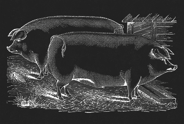 Vintage Pig Engraving
